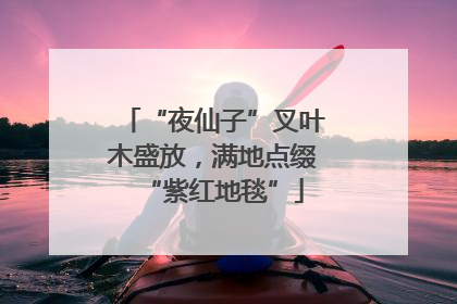 “夜仙子”叉叶木盛放，满地点缀“紫红地毯”
