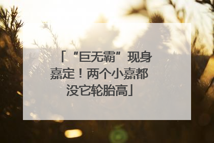 “巨无霸”现身嘉定！两个小嘉都没它轮胎高