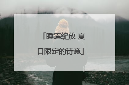 睡莲绽放 夏日限定的诗意