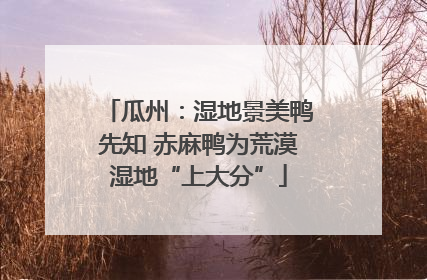 瓜州：湿地景美鸭先知 赤麻鸭为荒漠湿地“上大分”