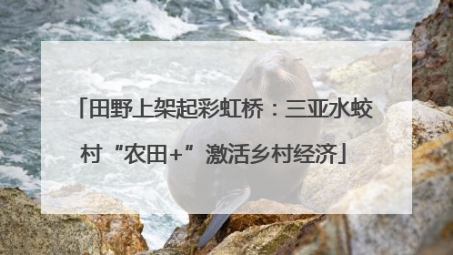 田野上架起彩虹桥：三亚水蛟村“农田+”激活乡村经济