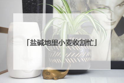 盐碱地里小麦收割忙