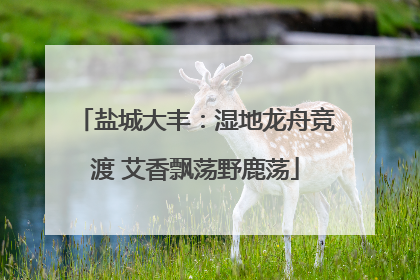 盐城大丰：湿地龙舟竞渡 艾香飘荡野鹿荡