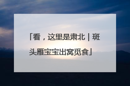 看，这里是肃北｜斑头雁宝宝出窝觅食