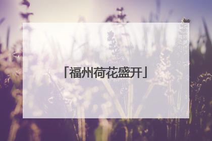 福州荷花盛开