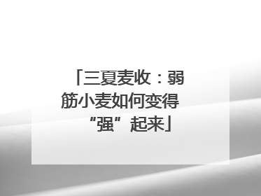 三夏麦收：弱筋小麦如何变得“强”起来
