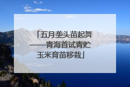 五月垄头苗起舞——青海首试青贮玉米育苗移栽