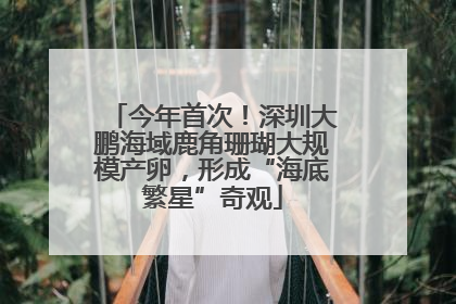 今年首次！深圳大鹏海域鹿角珊瑚大规模产卵，形成“海底繁星”奇观
