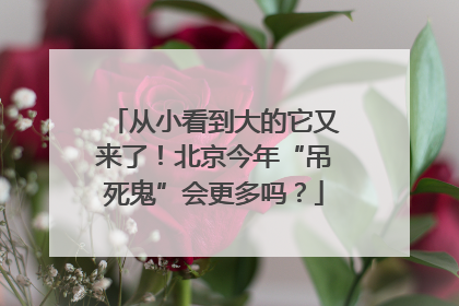 从小看到大的它又来了！北京今年“吊死鬼”会更多吗？