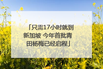 只需17小时就到新加坡 今年首批青田杨梅已经启程