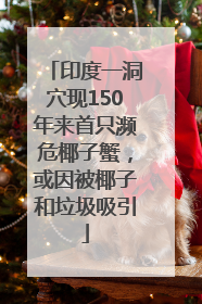 印度一洞穴现150年来首只濒危椰子蟹，或因被椰子和垃圾吸引