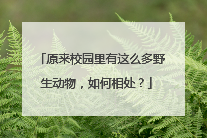 原来校园里有这么多野生动物，如何相处？