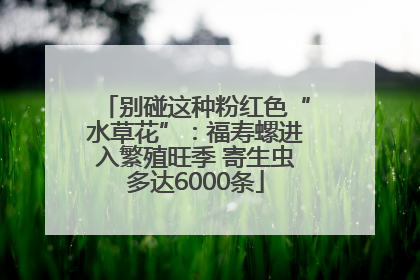 别碰这种粉红色“水草花”：福寿螺进入繁殖旺季 寄生虫多达6000条