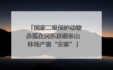 国家二级保护动物赤狐在民乐县锯条山林场产崽“安家”