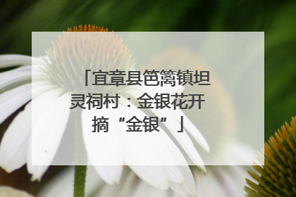宜章县笆篱镇坦灵祠村：金银花开摘“金银”