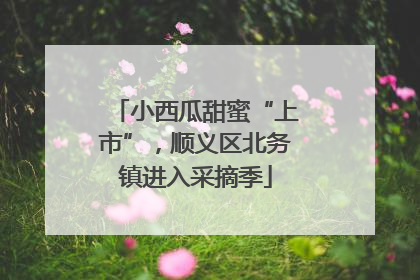 小西瓜甜蜜“上市”，顺义区北务镇进入采摘季
