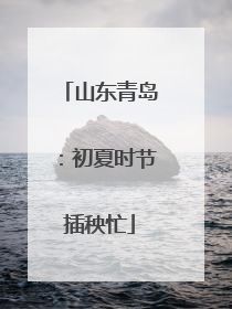山东青岛：初夏时节插秧忙