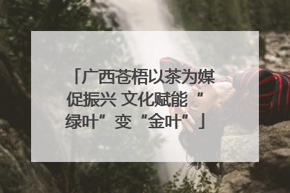 广西苍梧以茶为媒促振兴 文化赋能“绿叶”变“金叶”