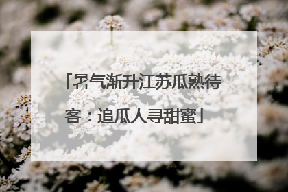 暑气渐升江苏瓜熟待客：追瓜人寻甜蜜