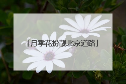 月季花扮靓北京道路