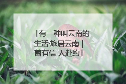 有一种叫云南的生活·旅居云南｜菌有信 人赴约