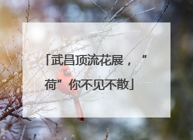 武昌顶流花展，“荷”你不见不散