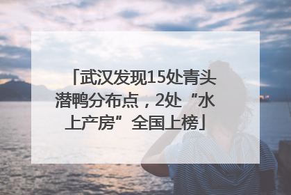 武汉发现15处青头潜鸭分布点，2处“水上产房”全国上榜