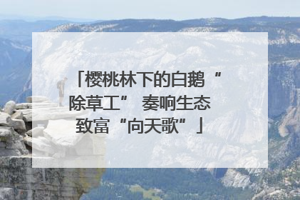 樱桃林下的白鹅“除草工” 奏响生态致富“向天歌”