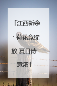江西新余：荷花竞绽放 夏日诗意浓