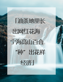 油茶地里长出网红花海 宁海高山百合“种”出花样经济