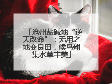 沧州盐碱地“逆天改命”：无用之地变良田，候鸟翔集水草丰美