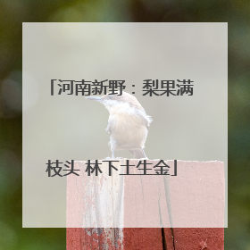 河南新野：梨果满枝头 林下土生金