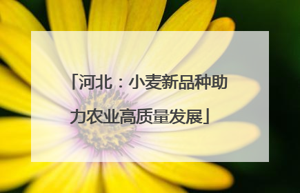 河北：小麦新品种助力农业高质量发展