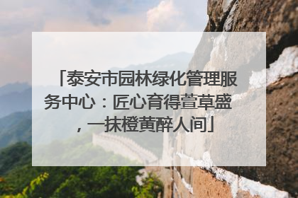 泰安市园林绿化管理服务中心：匠心育得萱草盛，一抹橙黄醉人间