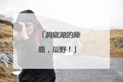 洞庭湖的麋鹿，最野！