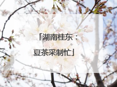 湖南桂东：夏茶采制忙
