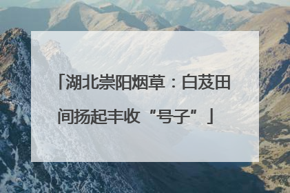 湖北崇阳烟草：白芨田间扬起丰收“号子”