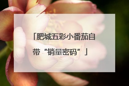 肥城五彩小番茄自带“销量密码”