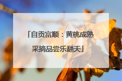 自贡富顺：黄桃成熟 采摘品尝乐翻天