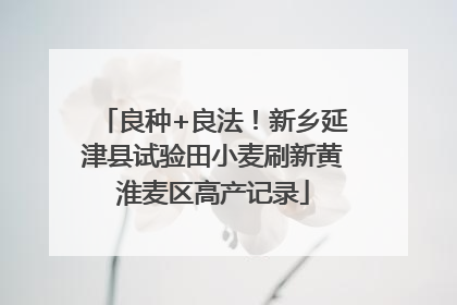 良种+良法！新乡延津县试验田小麦刷新黄淮麦区高产记录