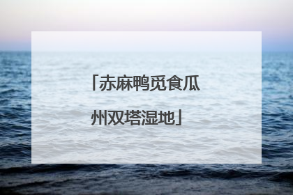 赤麻鸭觅食瓜州双塔湿地