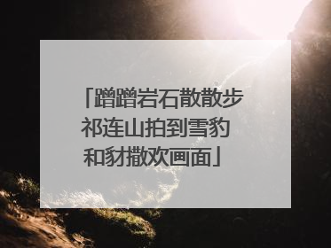 蹭蹭岩石散散步 祁连山拍到雪豹和豺撒欢画面