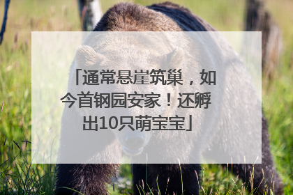 通常悬崖筑巢，如今首钢园安家！还孵出10只萌宝宝
