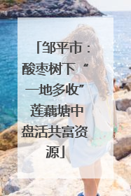 邹平市：酸枣树下“一地多收” 莲藕塘中盘活共富资源