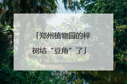 郑州植物园的梓树结“豆角”了