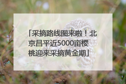 采摘路线图来啦！北京昌平近5000亩樱桃迎来采摘黄金期
