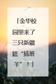 金华校园里来了三只新疆籍“插班羊”！