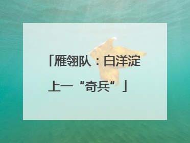雁翎队：白洋淀上一“奇兵”