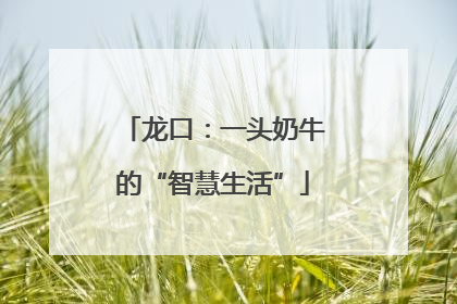 龙口：一头奶牛的“智慧生活”